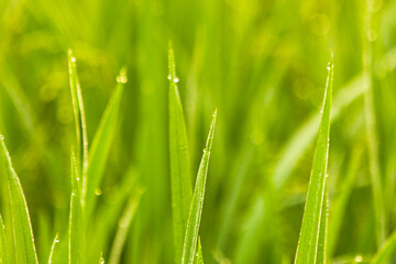 Close-up landscape of rice and paddy plants with green rice seeds and the dew drops on the paddy plant with natural blur. Representing Agriculture beauty of Bangladesh. 