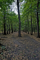 Path in the park in the autumn. Sunny day in the forest. Autumn forest with fallen leaves on the ground and trees in the background