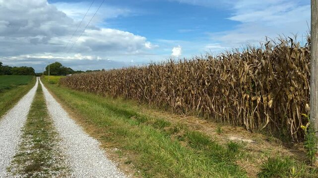 A gravel road next to farmland with soybeans and feed corn growing