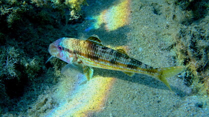 Striped red mullet or surmullet (Mullus surmuletus) undersea, Aegean Sea, Greece, Halkidiki, Pirgos beach