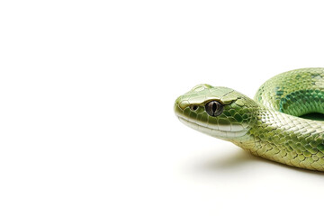 Fototapeta premium Green snake on white background. Symbol 2025