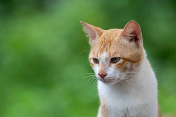 Portrait of a white and brown cat sitting and looking down