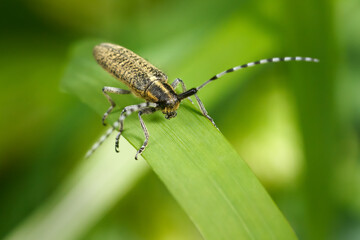 Scheckhorn-Distelbock (Agapanthia villosoviridescens) auf einem breiten grünen Grashalm - Baden-Württemberg, Deutschland