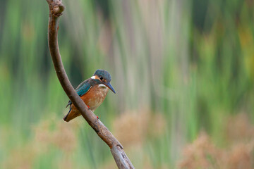 Common Kingfisher (Alcedo atthis). Small blue and orange bird Kingfisher sitting on the branch