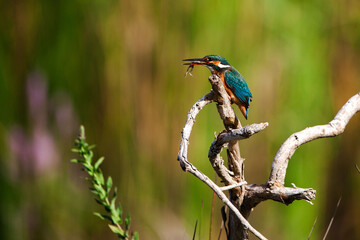 Common Kingfisher (Alcedo atthis). Small blue and orange bird Kingfisher eats frog