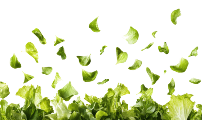 lettuce salad leaves on transparent background