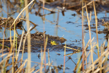 A green frog crouching in the middle of a swamp basking in front of the sun on a spring day, close up, horizontal