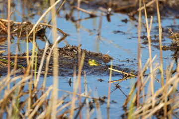 A green frog crouching in the middle of a swamp basking in front of the sun on a spring day, close up, horizontal
