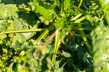 Close-up of a sugar beet plant in September before harvest