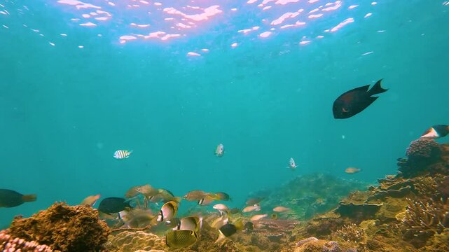 Various tropical fish feed in exotic warm unser water aqua of the ocean among corals seaweed. School of color vibrant fish spawning and feeding shallow water, shoal, biocenosis reef atoll