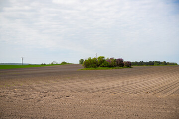 Panoramic view over a field with a row of trees and a hill in the background