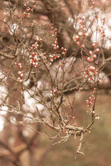 berries in snow
