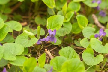 flower in the garden