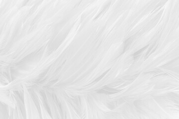 Beautiful white grey bird feathers pattern texture background.