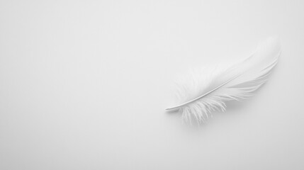Fototapeta premium A white feather is on a white background