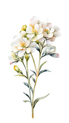 Obraz premium Simple and beautiful watercolor Iberis flower on a transparent background