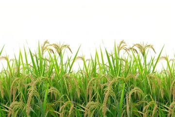 Obraz premium Rice terrace nature agriculture backgrounds.