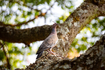 Wild dove known as 