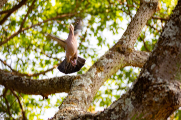 Wild dove known as 