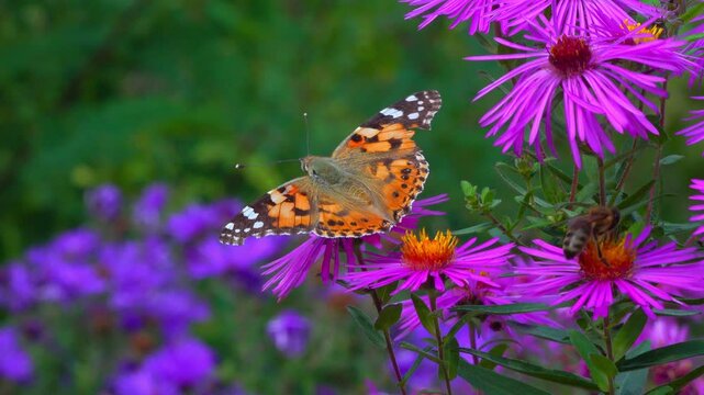 Butterfly painted lady -Vanessa cardui- collects nectar from autumn flowers Aster in the garden