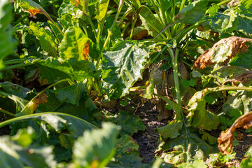 Close-up of a sugar beet plant in September before harvest