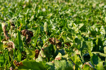 Close-up of a sugar beet plant in September before harvest