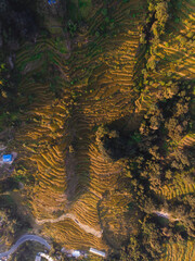 Aerial view of terraced fields nestled among lush greenery.