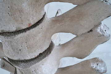 Big grey skeleton of big blue whale. Whale spine. Real whale bones. Balaenoptera
