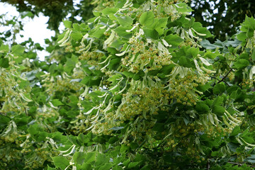 Blooming linden. Linden for European species, basswood for North American. Tilia