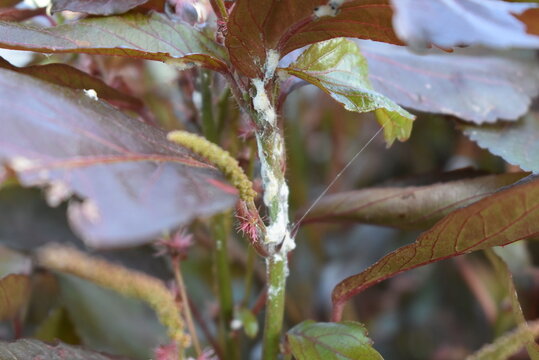 Disease on copperleaf or Acalypha wilkesiana plant. Mealybugs pest insect