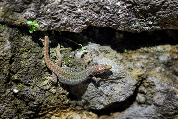lizard close-up on stone wall of Gonio fortress, Batumi, Georgia