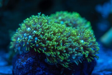 daisy polyp soft coral on frag plug, green tentacle hunt for plankton food in laminar flow, nano...