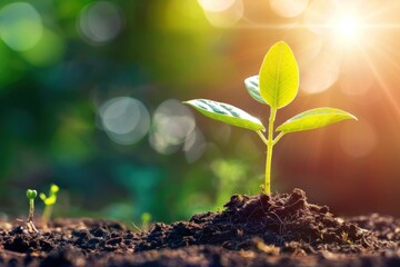 Plant growing soil outdoors nature.