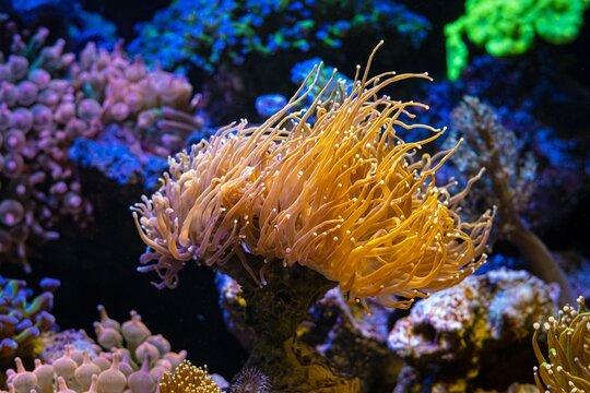 pom pom coral catch plankton food with fluorescent orange tentacle, soft coral on frag plug, reef marine aquarium, beautiful live rock aquascape, popular pet in LED actinic blue light, shadow play