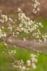 blossom in spring