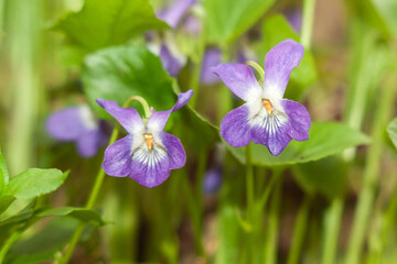 purple iris flower