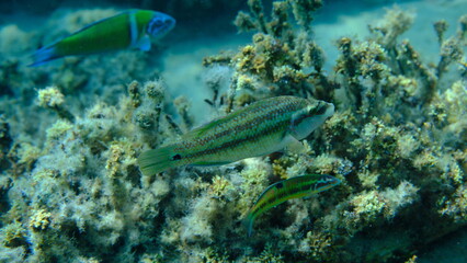 East Atlantic peacock wrasse (Symphodus tinca) undersea, Aegean Sea, Greece, Halkidiki, Pirgos beach