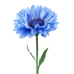 Stunning Cornflower Image Suitable for Nature Blogs, Educational Materials, and Floral Arrangements