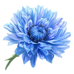 Obraz premium Vibrant Cornflower Image Perfect for Nature-Themed Projects and Designs Showing Delicate Blue Petals and Natural Beauty