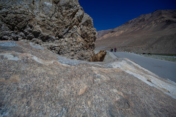 A marmot peeking out from rocky terrain beside a mountain road.