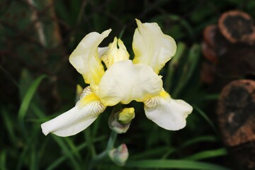 White iris flower head with yellow petal center on green leafy background