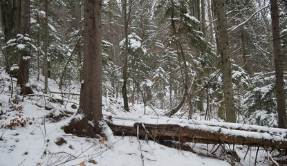Fallen tree trunks and coniferous forest in winter