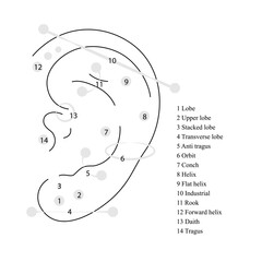 Different types of ear pierced. Vector infographic elements illustration. International body piercing day. Line art picture