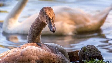 Young Swan, on water at sunset, lake, baby, face