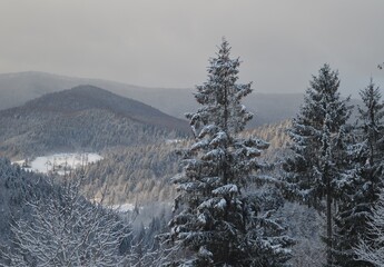Winter panorama of the Carpathian snow-capped mountains - the nature of Bukovel