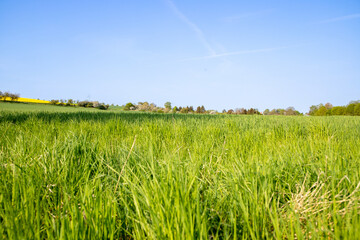 Panoramic view over a field with a row of trees and a hill in the background