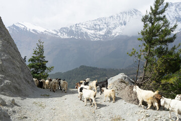 A herd of goats travels along a mountain path with snow-capped peaks in the background.