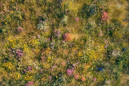 A detailed aerial capture of a wildflower-filled meadow, presenting a blend of pink, purple, yellow blooms alongside thick grass, highlighting nature's pure essence.