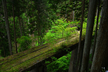 森の中の廃線と逞しく生える一本木