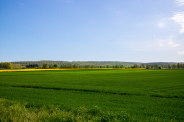 Fototapeta premium Panoramic view over a field with a row of trees and a hill in the background